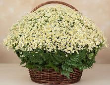Цветочная композиция из Ромашки в корзине #REPLACE_PRED# Судниково