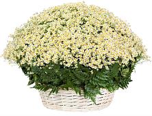 Цветочная композиция из Ромашки в корзине #REPLACE_PRED# Судниково